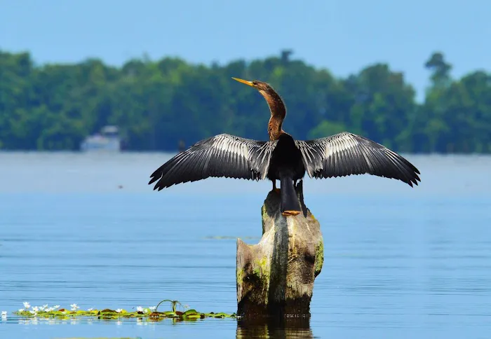 Forestry Department Picture 8