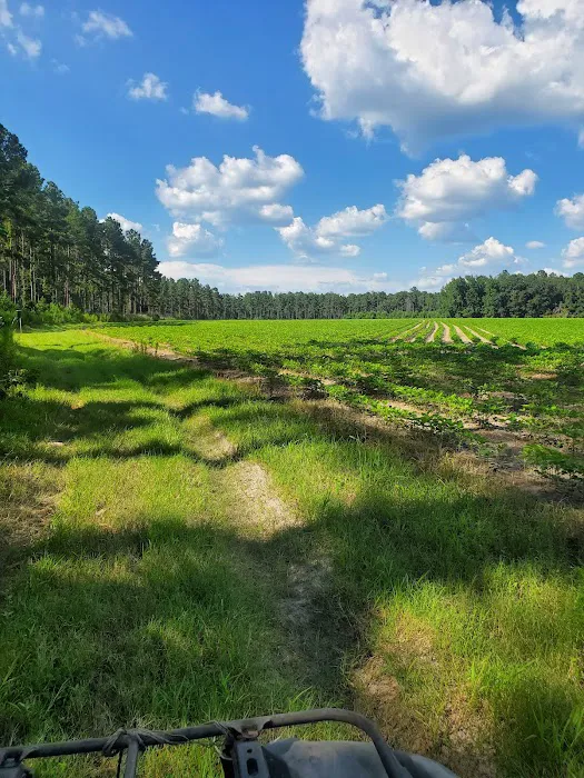 Broxton Bridge Campgrounds Picture 6