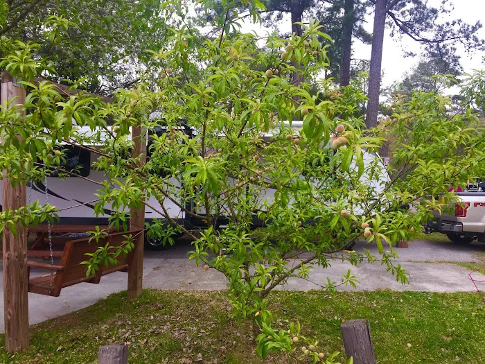 Charleston KOA Holiday Picture 6