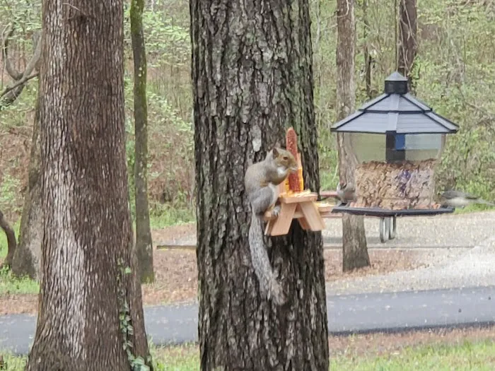 Campground #2, sites 28-40 Picture 3