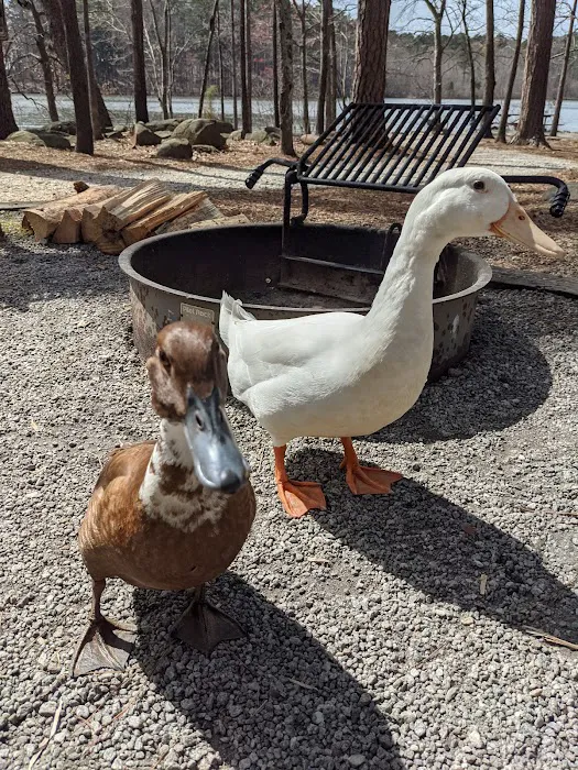Yurt Village Picture 3