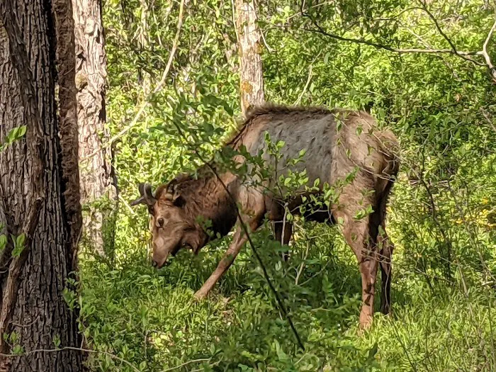 Stoney Campground Picture 3
