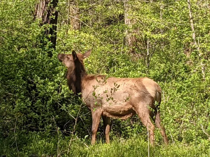 Stoney Campground Picture 2
