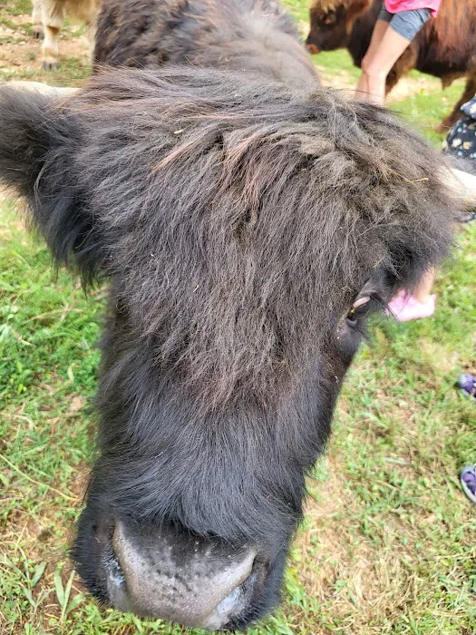 Mountain Meadows Lodge Picture 1