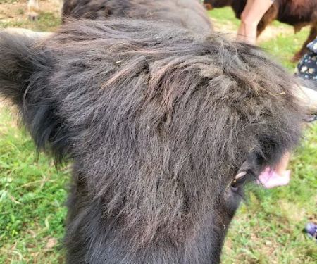 Mountain Meadows Lodge