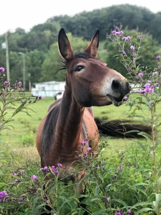 Big Bear's RV Park Picture 1