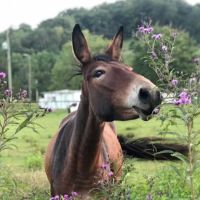 Big Bear's RV Park ico