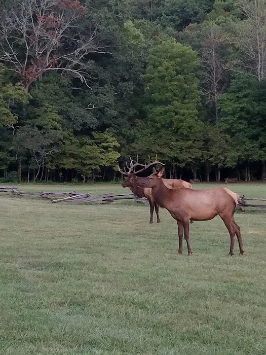 Welch Family Campground Picture 2