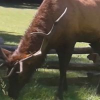 Welch Family Campground ico