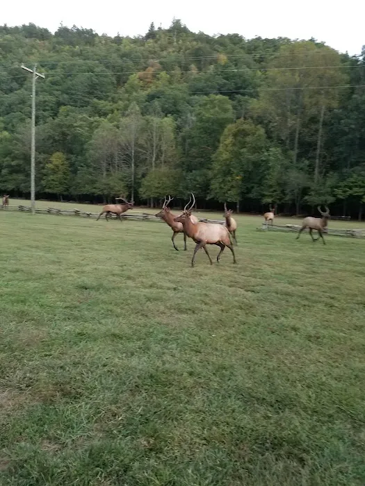 Welch Family Campground Picture 5