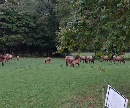 Tow String Horse Camp