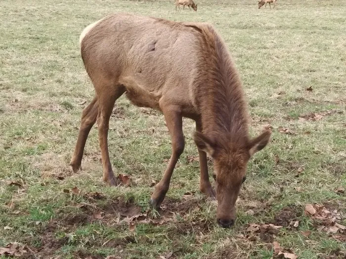 Tow String Horse Camp Picture 5