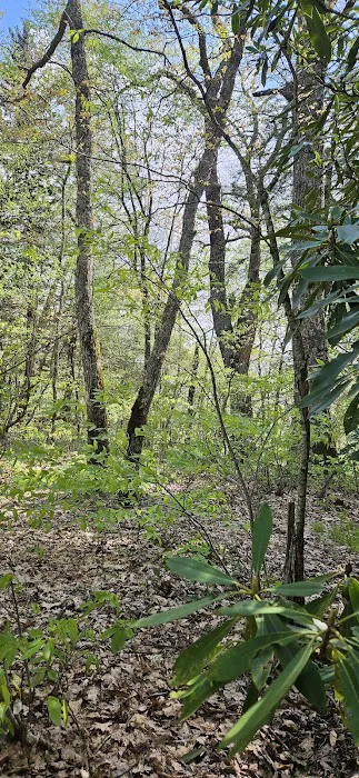 Backcountry Camp 52 Picture 5