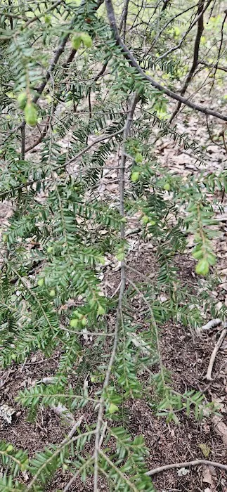 Backcountry Camp 52 Picture 4