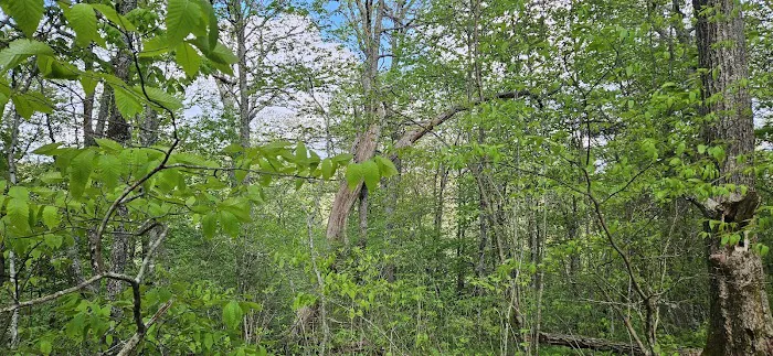 Backcountry Camp 52 Picture 9