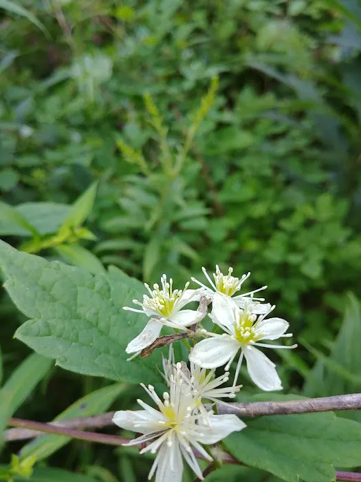 Nantahala Hideaway Campground & Cabins. Formerly Nelsons Nantahala Hideaway Picture 7