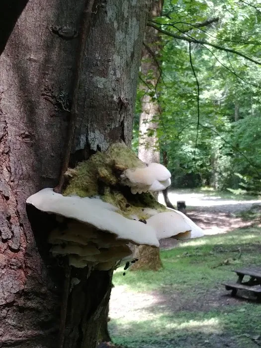 Nantahala Hideaway Campground & Cabins. Formerly Nelsons Nantahala Hideaway Picture 8