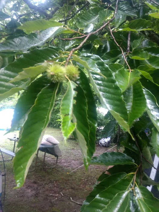 Brookside Campground & Rafting Picture 6