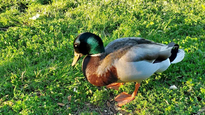 Moccasin Creek State Park Campground Picture 10