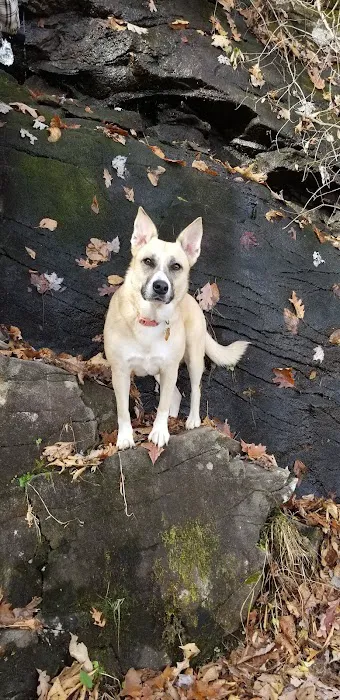 Tray Mountain AT Shelter Picture 10