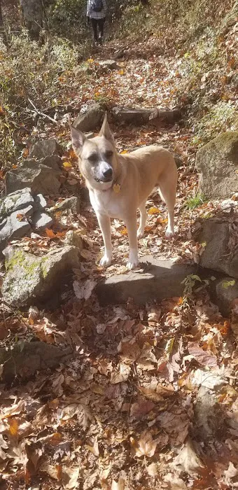 Tray Mountain AT Shelter Picture 8