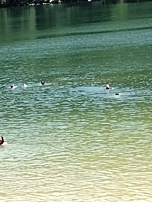 Melton Hill Dam Campground Picture 6