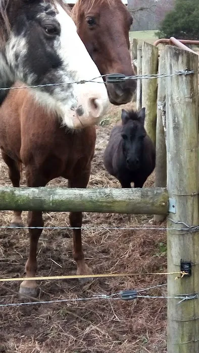 Zenith Stables & Campground Picture 9