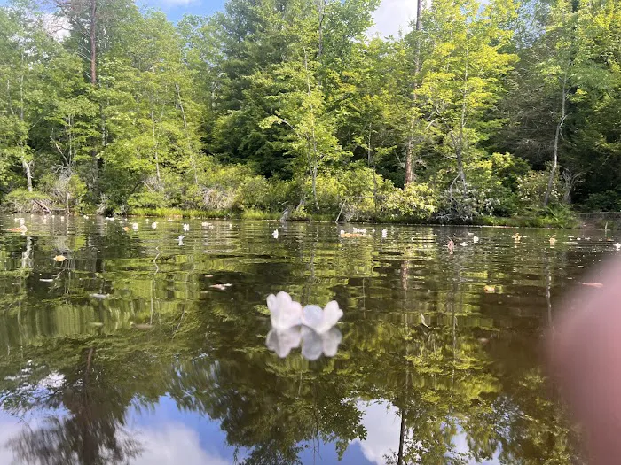 Pickett State Park Cabins Picture 10