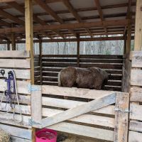 Buck Run Horse Campground LLC ico