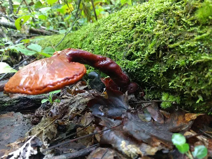 UT Biology Field Station Picture 6