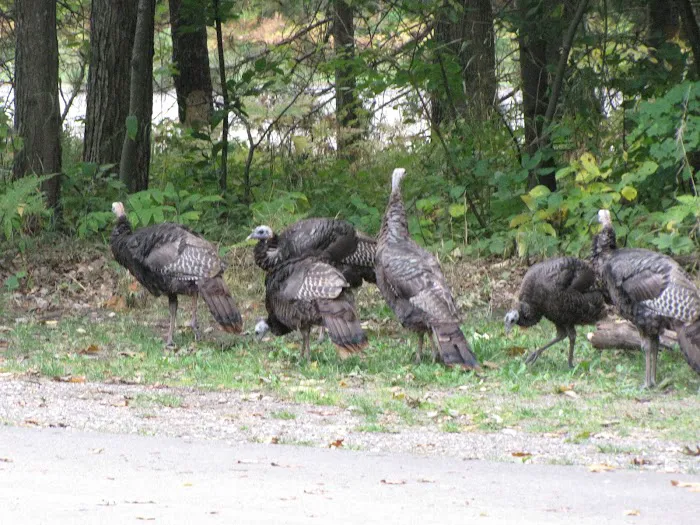 The Higgins Lake Campground Picture 9