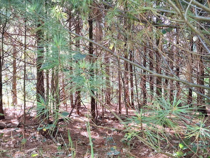South Branch Campground Picture 9
