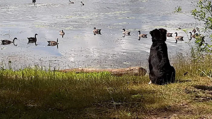 Reedsburg Dam State Forest Campground Picture 8