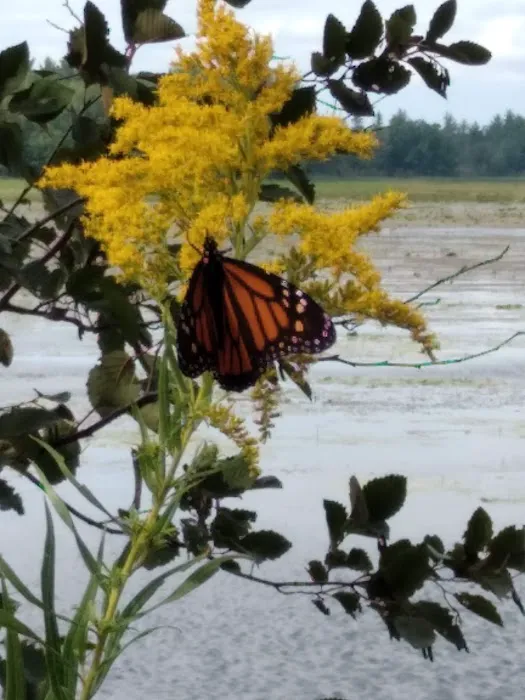 Reedsburg Dam State Forest Campground Picture 7
