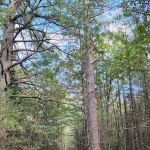 River Road Trail Horse Camp
