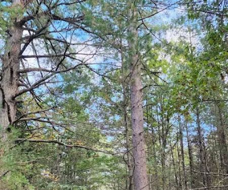 River Road Trail Horse Camp