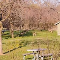 Camp Shabbona Woods ico