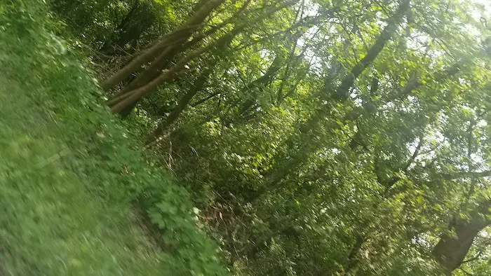 Camp Shabbona Woods Picture 8