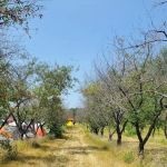 Cherry Orchard Campground