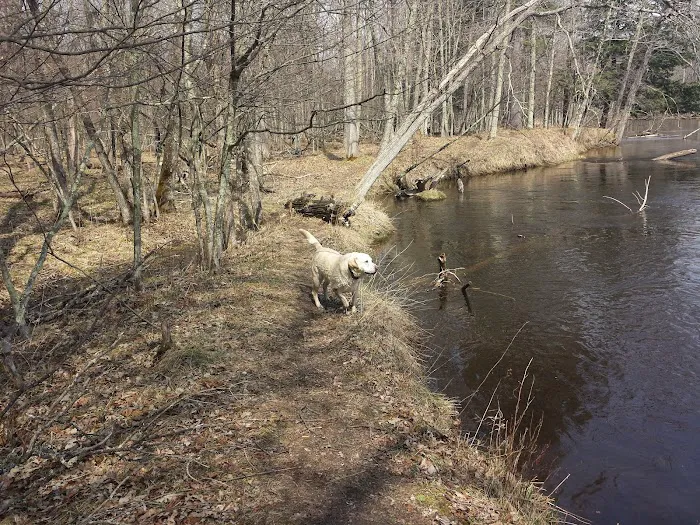 Bowman Bridge River Access Picture 6