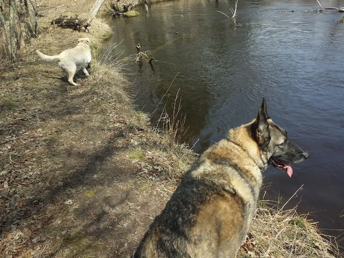 Bowman Bridge River Access Picture 8