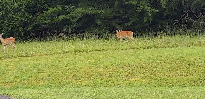 Dale Hollow State Park Campground Picture 5