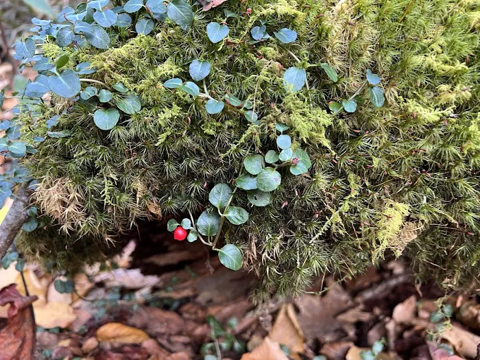 Backcountry Campsite #49 Picture 10