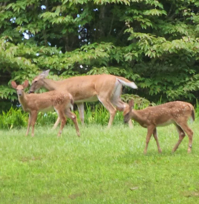 Cabin Flats Trail Picture 2