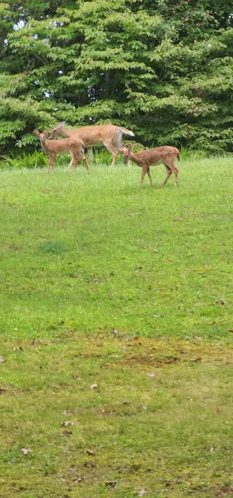 Cabin Flats Trail Picture 1