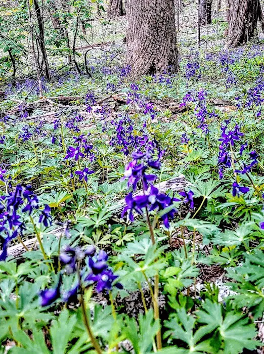 Cabin Flats Trail Picture 6