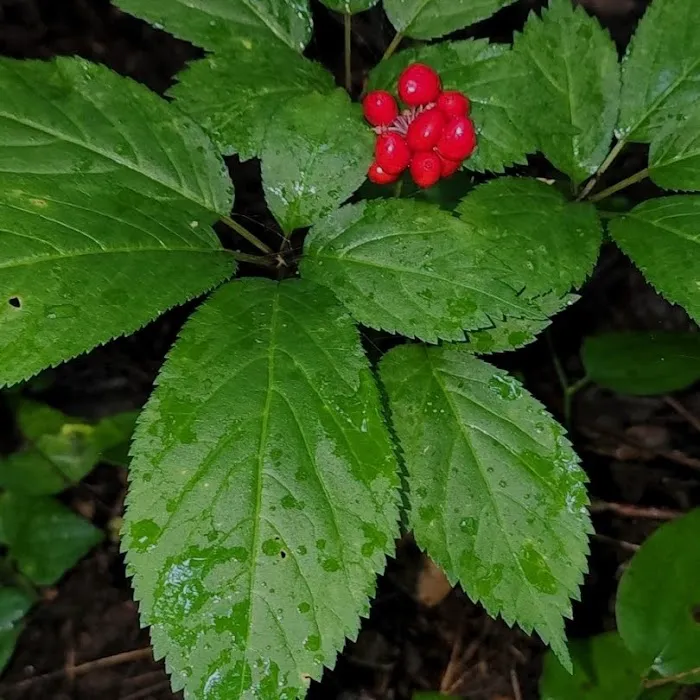 Cabin Flats Trail Picture 4