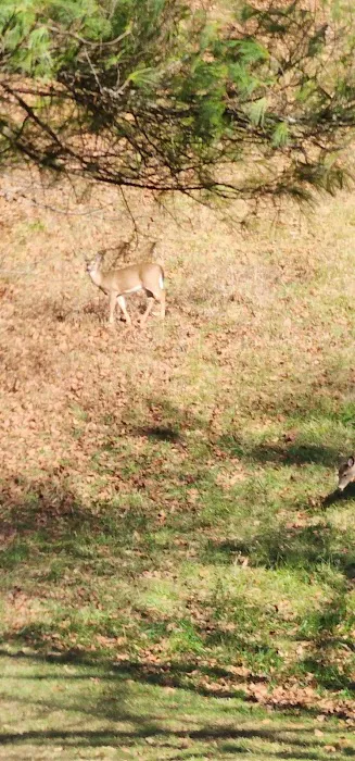 Cabin Flats Trail Picture 5