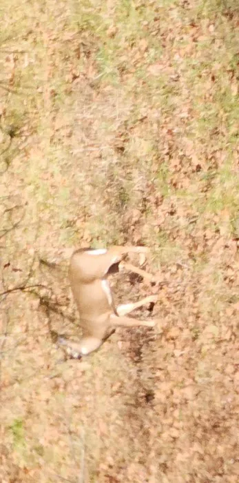 Cabin Flats Trail Picture 7