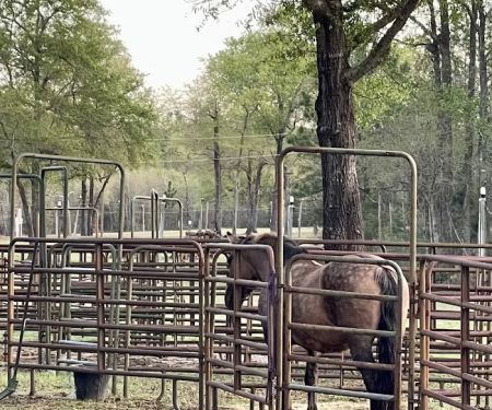 King Creek Campground